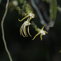 Thrixspermum walkeri Seidenf. & Ormerod